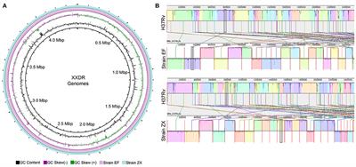 Genome Sequences and Comparative Analysis of Two Extended-Spectrum Extensively-Drug Resistant Mycobacterium tuberculosis Strains